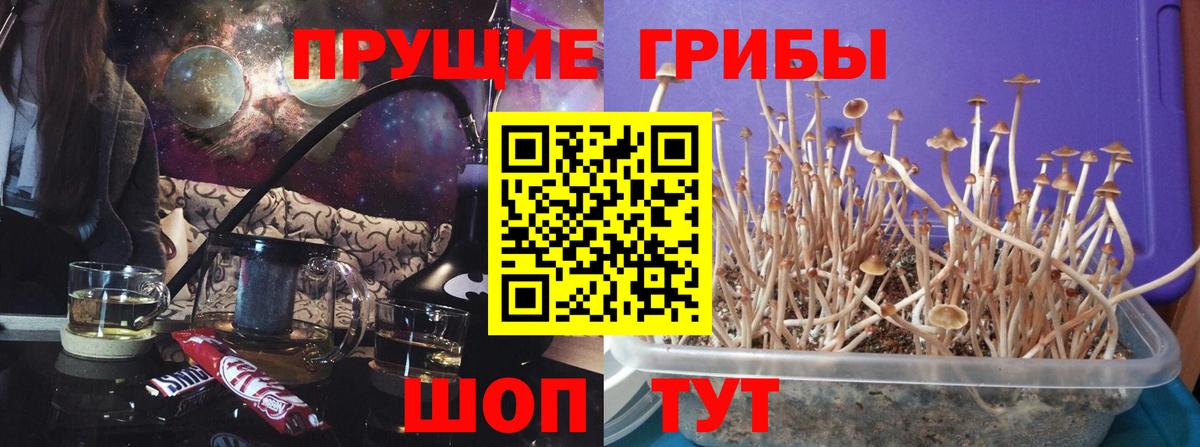 Жигулёвск  Псилоцибиновые грибы прущие грибы  Вход с VPN 